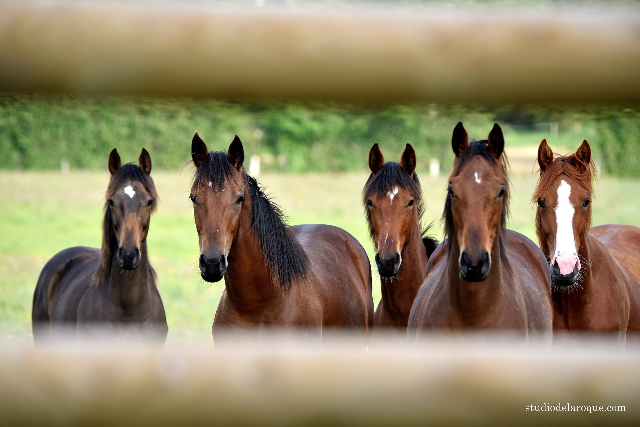 vente chevaux foals
